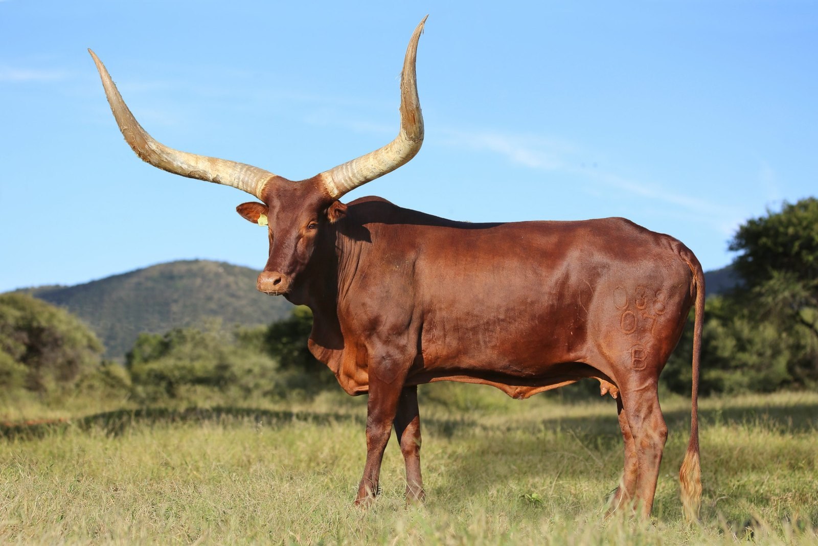 Texas