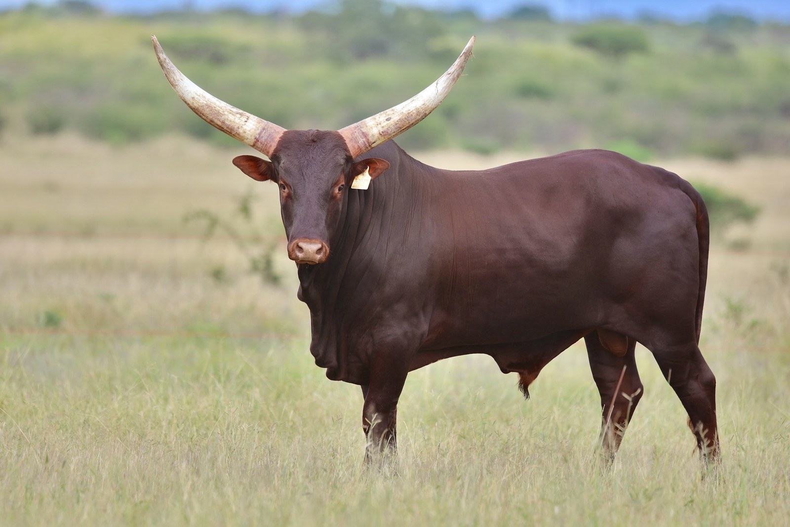 Samson DFN22-036