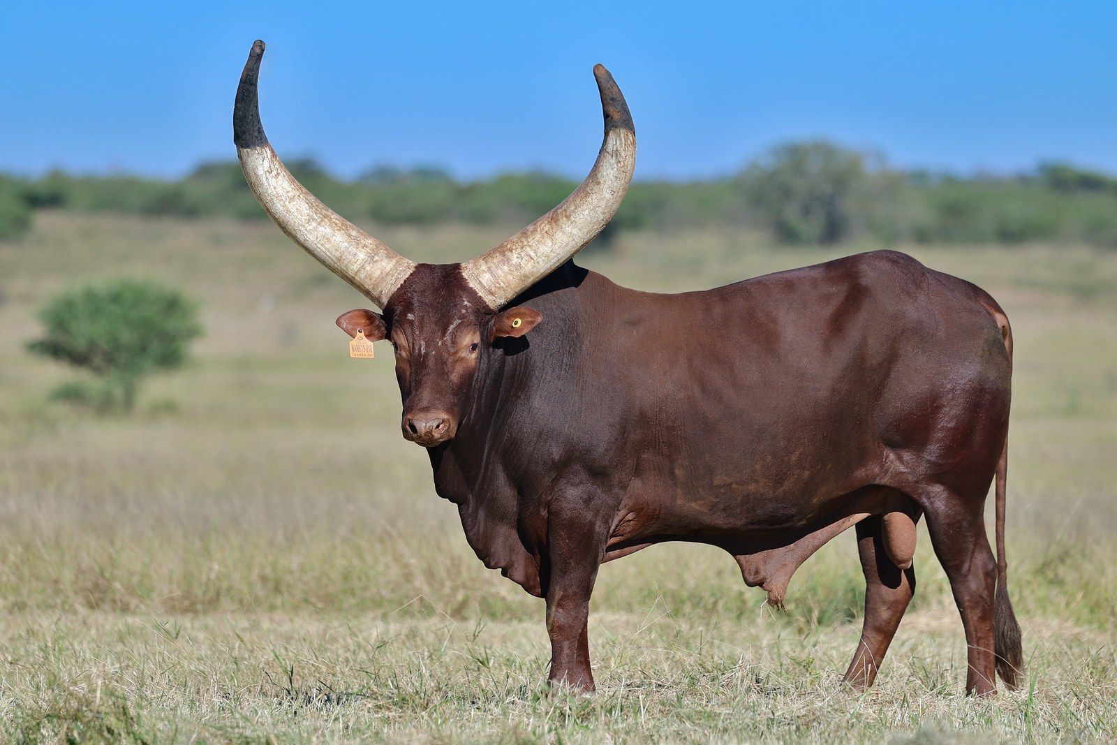 Dyambo