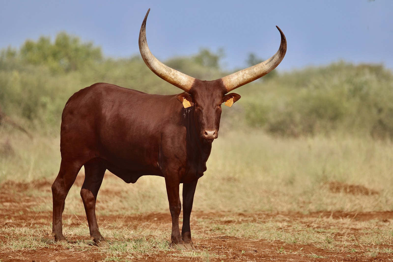 51" Mosi, Fire Sky Ankole cow