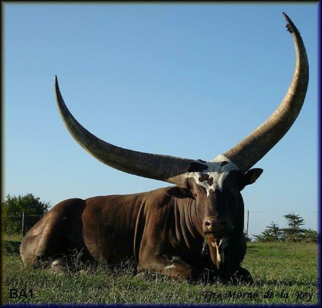 BA1, foundational imported bull